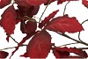 SILK LEAF CHESTNUT DARK RED 135CM NM