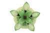PINEAPPLE TROPICAL LIME VASE 23X23X33CM NM