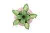 PINEAPPLE TROPICAL PINK VASE 18X18X28CM NM