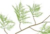 SILK FERN ASPARAGUS LIGHT GREEN 138CM NM
