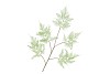 SILK FERN ASPARAGUS LIGHT GREEN 107CM NM
