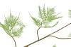 SILK FERN ASPARAGUS LIGHT GREEN 107CM NM