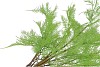 SILK FERN ASPARAGUS PLANT LIGHT GREEN 77CM