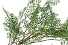 SILK FERN MAIDEN HAIR PLANT GREEN 77CM