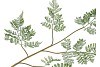 SILK FERN FOREST GREEN 138CM NM