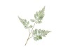 SILK FERN FOREST GREEN 87CM NM