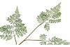 SILK FERN FOREST GREEN 87CM NM