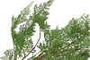 SILK FERN FOREST PLANT GREEN 77CM