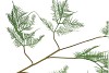 SILK FERN ASPARAGUS DARK GREEN 107CM NM