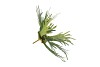 SILK FERN STAGHORN GREEN 51CM