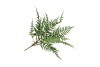 SILK FERN DAUALLIA PLANT GREEN 87CM