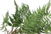 SILK FERN DAUALLIA PLANT GREEN 87CM