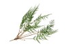 SILK FERN CIBOTIUM GREEN 133CM NM