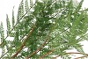 SILK FERN CIBOTIUM GREEN 133CM NM