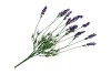 SILK LAVENDER PURPLE 62CM NM