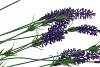 SILK LAVENDER PURPLE 62CM NM