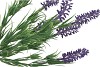 SILK LAVENDER LILAC 33CM NM