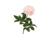 SILK PEONY SOFT PINK 68CM NM