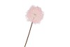 SILK DANDELION PINK 65CM NM