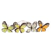 PICK SPRING YELLOW ORANGE MIX BUTTERFLIES ASS P/24 50X9CM NM