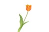 SILK TULIP SINGLE ORANGE 48CM NM