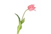 SILK TULIP SINGLE LIGHT PINK 48CM NM