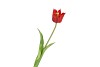 SILK TULIP SINGLE RED 48CM NM