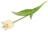 SILK TULIP SINGLE WHITE 48CM NM