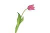 SILK TULIP SINGLE PINK 48CM NM