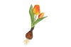 SILK TULIP BULB ORANGE 25CM NM