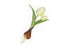 SILK TULIP BULB WHITE 25CM NM