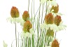 SILK COSMOS GRASS GREEN 120CM NM