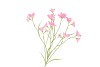 SILK LUCKY CLOVER PINK 99CM NM
