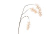 SILK WISTERIA CHAMPAGNE 93CM NM