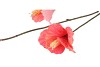 SILK HIBISCUS RED 85CM NM