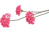 SILK HYDRANGEA X3 BEAUTY 85CM