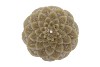 CANDLE DAHLIA OLIVE 12X8CM NM