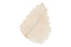 DRY BLEACHED CABAN LEAVES 30X22CM NM