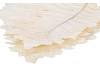 DRY BLEACHED CABAN LEAVES 30X22CM NM