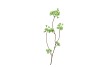 SILK CHERRY BLOSSOM GREEN 85CM