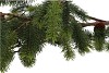 SILK PINE WITH CONE 122CM