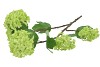 SILK VIBURNUM GREEN 69CM