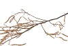 SILK HAZEL BRANCH LIGHT COFFEE 130CM