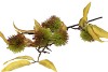 SILK CHESTNUT 97CM