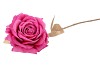 SILK ROSE GOLDIE FUCHSIA 75CM