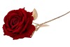 SILK ROSE GOLDIE DARK RED 75CM