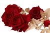 SILK ROSE GOLDIE 5X DARK RED 116CM