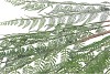 SILK FERN CIBOTIUM GREEN SNOWY 133CM NM