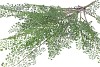 SILK FERN MAIDEN HAIR BRANCH GREEN SNOWY 76CM NM