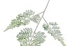 SILK FERN FOREST GREEN SNOWY 86CM